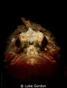 Whiteface Waspfish....why so grumpy!? by Luke Gordon 